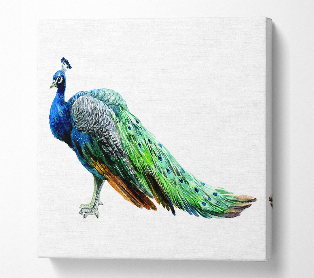  A Canvas Print of Peacock Stance Canvas Wall Art
