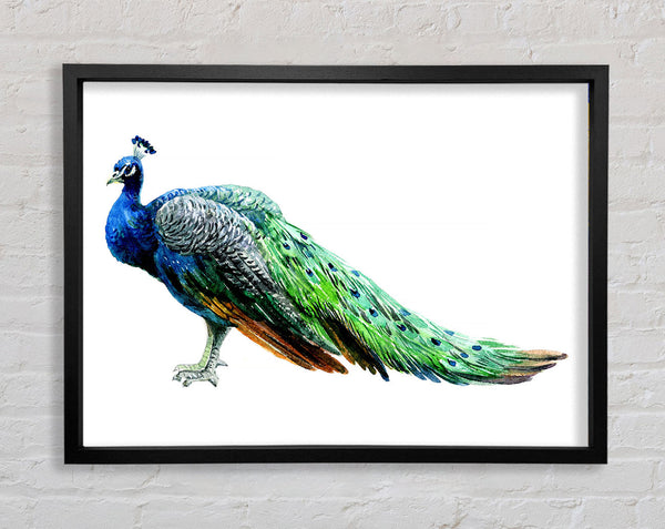 Peacock Stance Framed Print