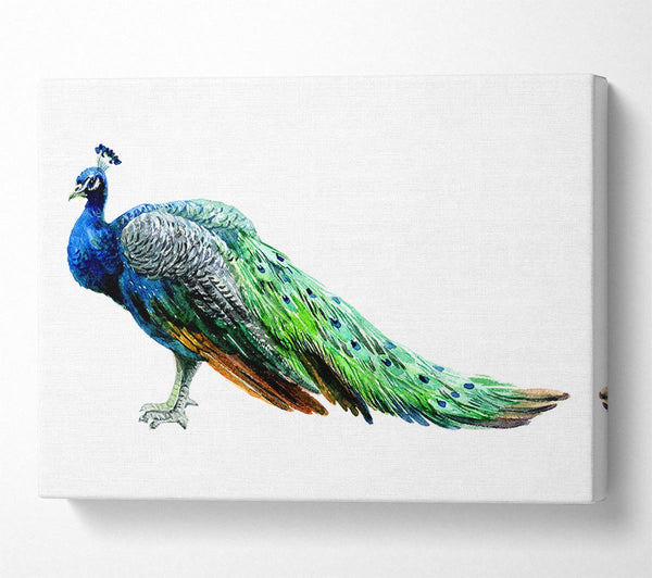  A Canvas Print of Peacock Stance Canvas Wall Art