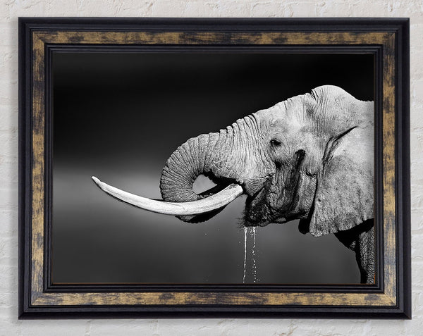 Elephant Drink Framed Print