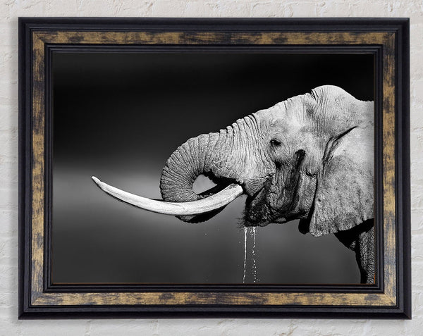 Elephant Drink Framed Print