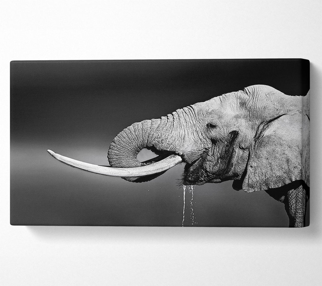  A Canvas Print of Elephant Drink Canvas Wall Art