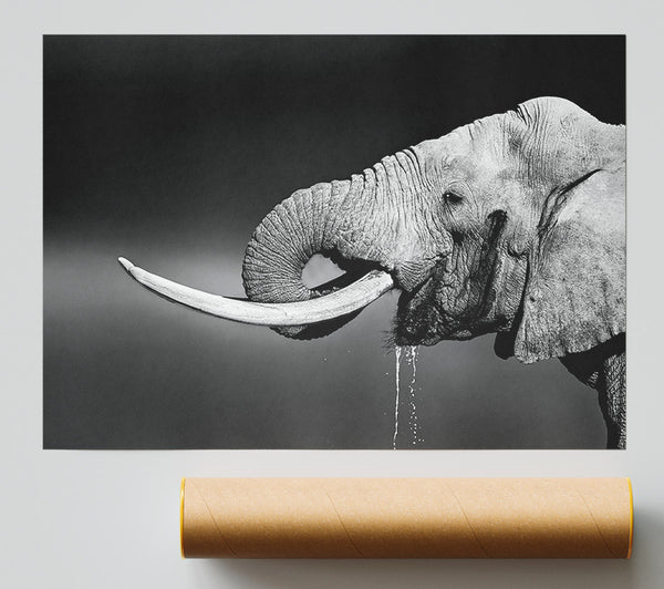 Elephant Drink Poster