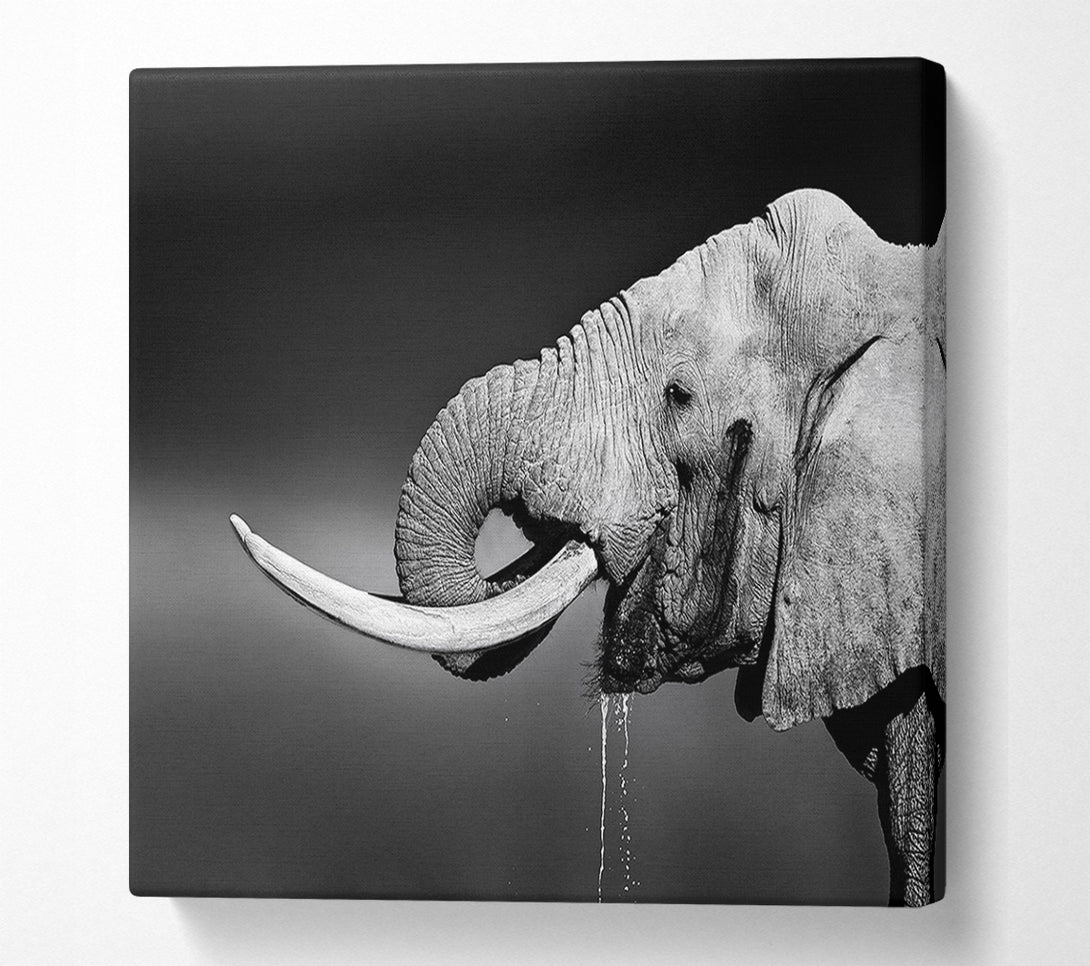  A Canvas Print of Elephant Drink Canvas Wall Art