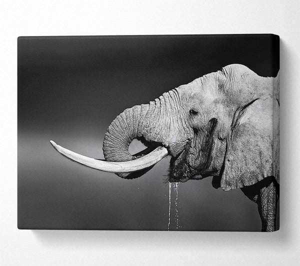  A Canvas Print of Elephant Drink Canvas Wall Art