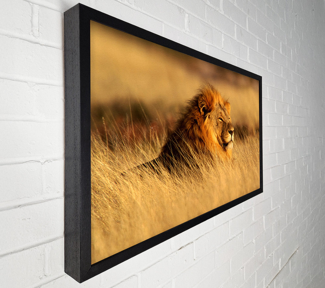  A Canvas Print of Pride Of The Jungle Canvas Print