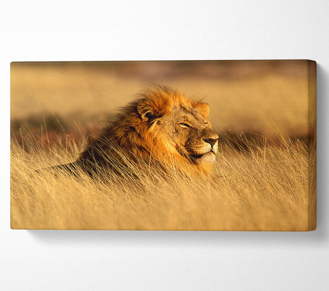  A Canvas Print of Pride Of The Jungle Canvas Print