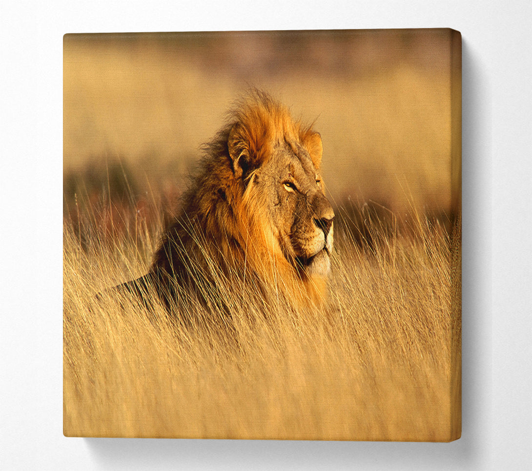  A Canvas Print of Pride Of The Jungle Canvas Print
