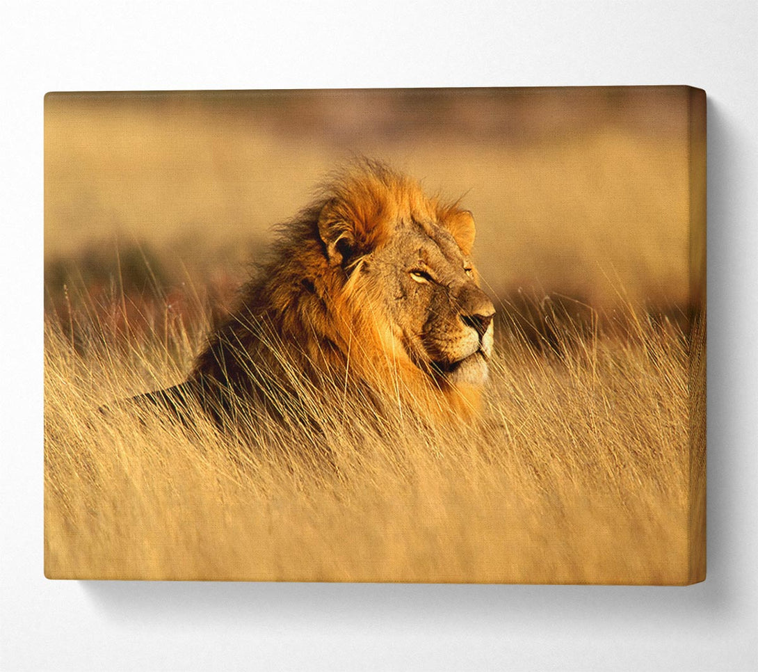  A Canvas Print of Pride Of The Jungle Canvas Print
