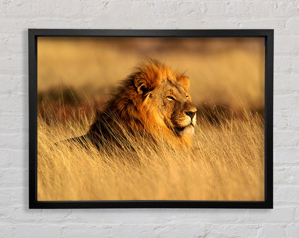 Pride Of The Jungle Framed Print