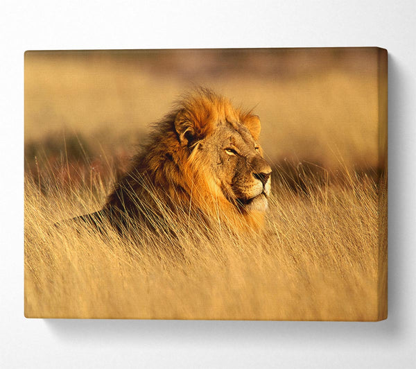  A Canvas Print of Pride Of The Jungle Canvas Print