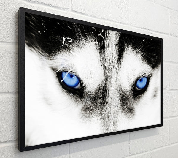 Husky Dog Blues