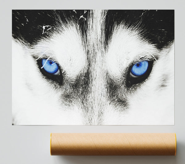 Husky Dog Blues Print