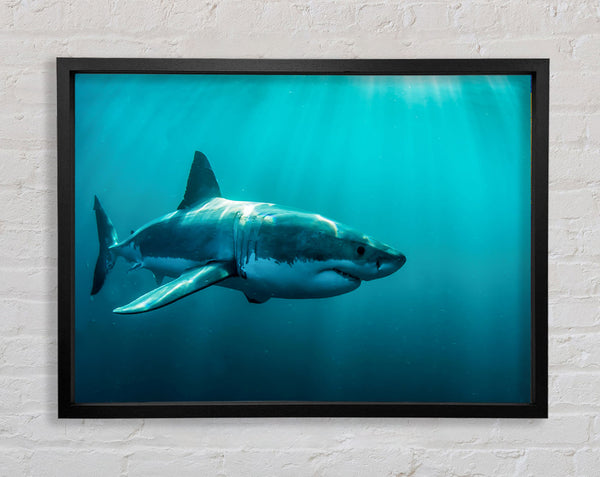 Shark Sunbeam Framed Print