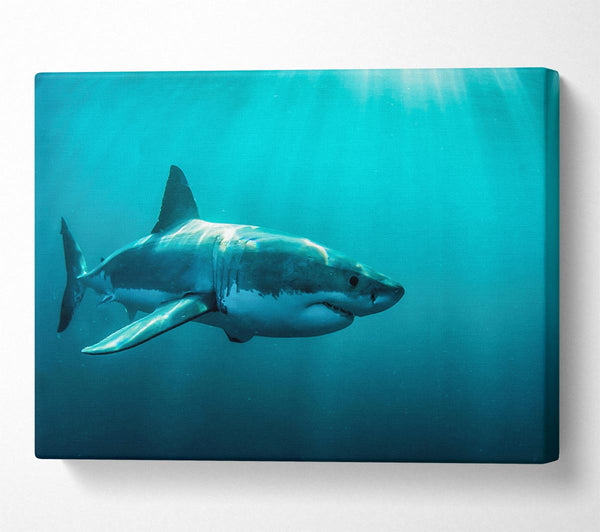  A Canvas Print of Shark Sunbeam Canvas Art