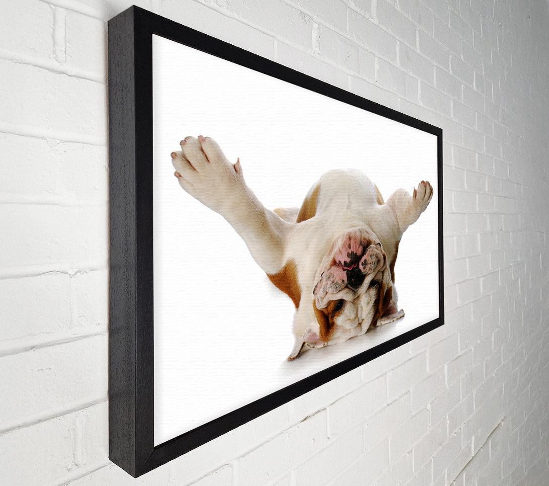  A Canvas Print of English Bulldog Snooze Canvas Print