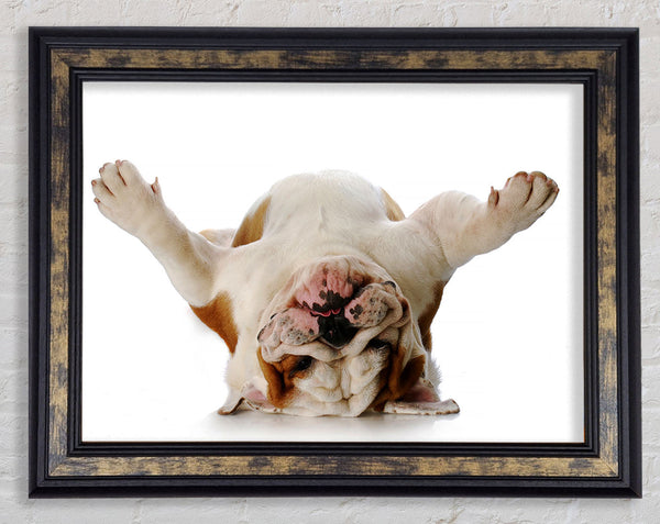 English Bulldog Snooze Framed Print