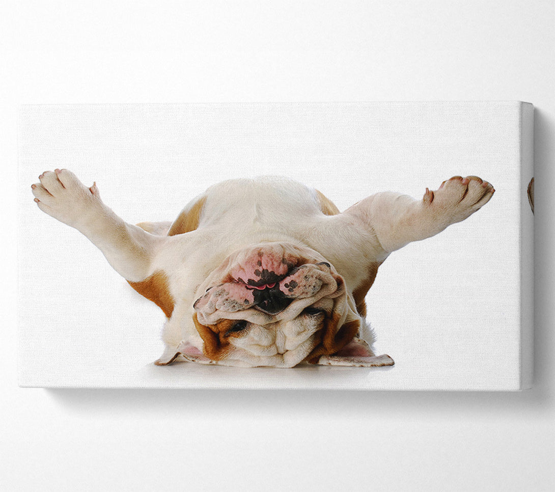  A Canvas Print of English Bulldog Snooze Canvas Print