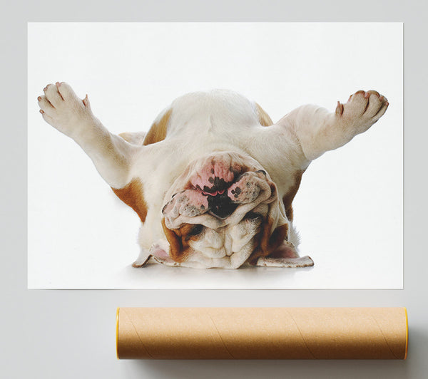 English Bulldog Snooze Print