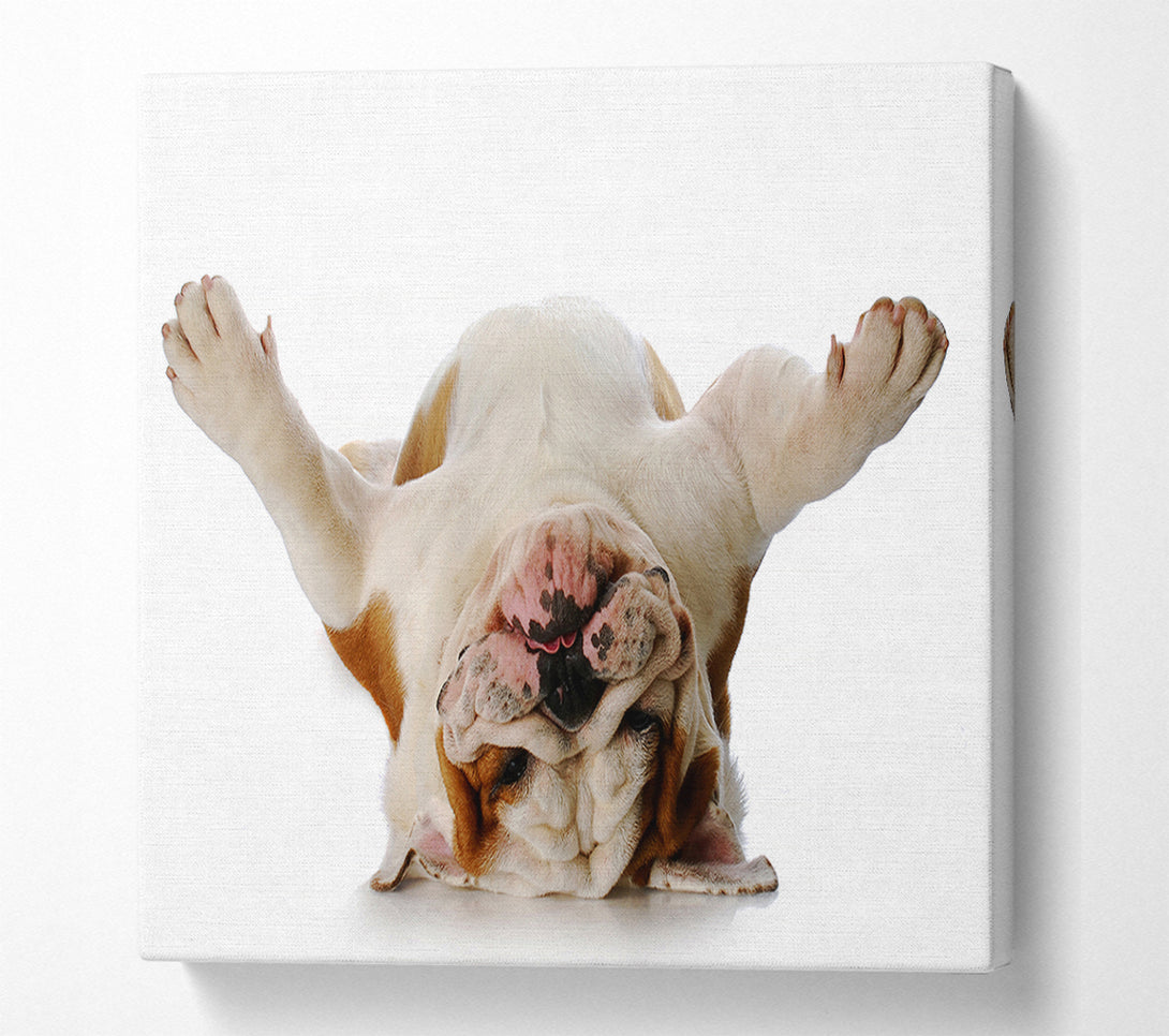  A Canvas Print of English Bulldog Snooze Canvas Print