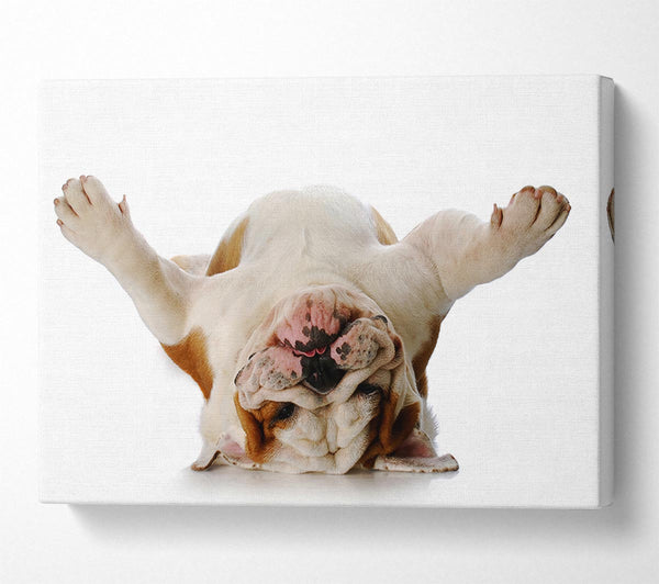  A Canvas Print of English Bulldog Snooze Canvas Print