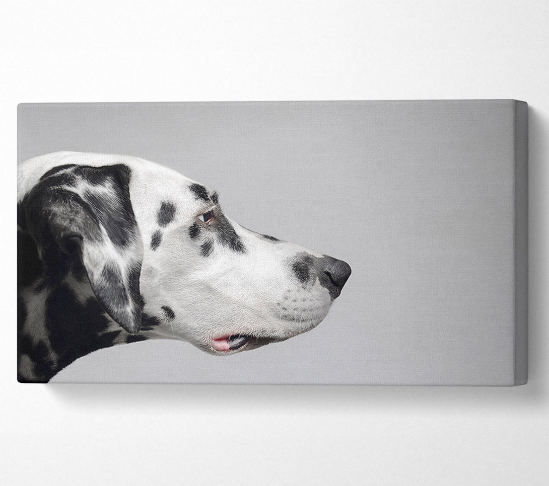  A Canvas Print of Dalmation Dog Face Canvas Print