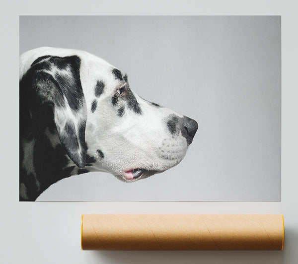 Dalmation Dog Face Giclee Print