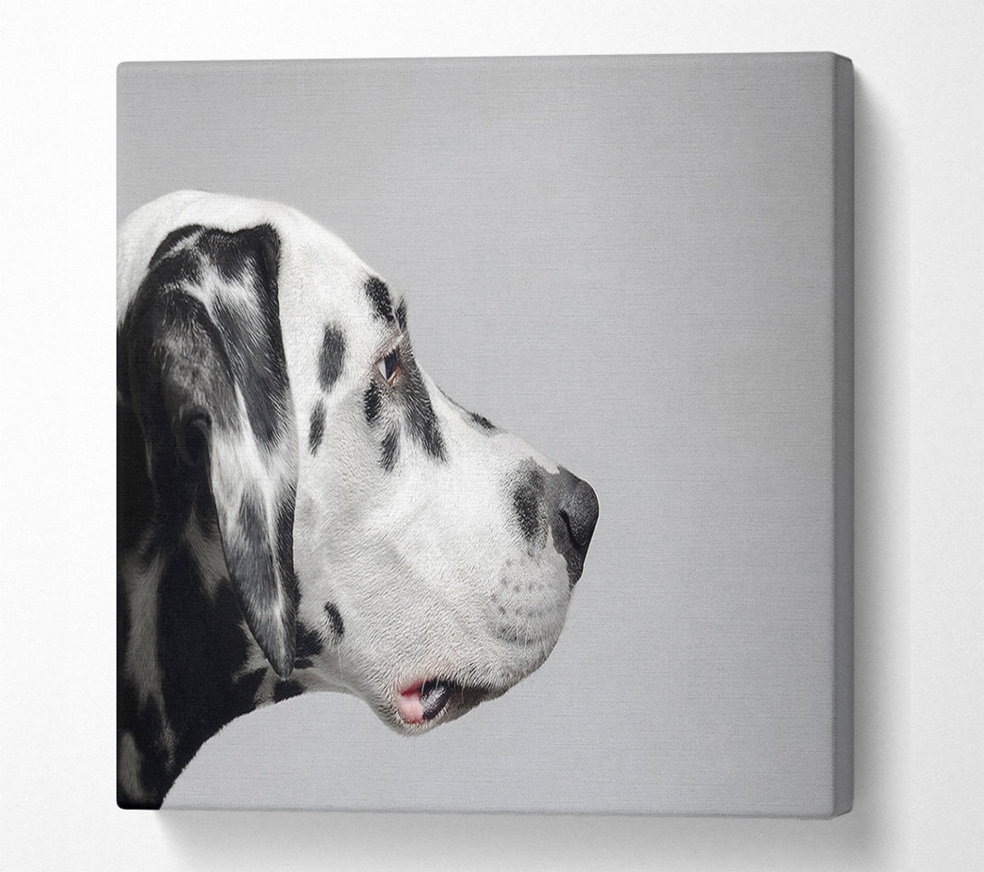  A Canvas Print of Dalmation Dog Face Canvas Print