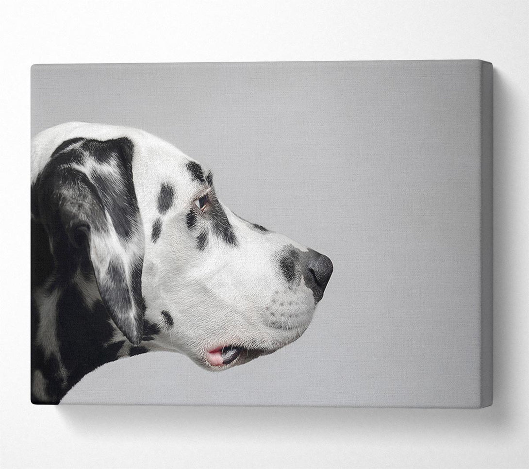  A Canvas Print of Dalmation Dog Face Canvas Print