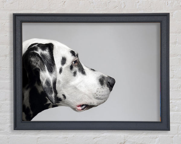 Dalmation Dog Face Framed Print