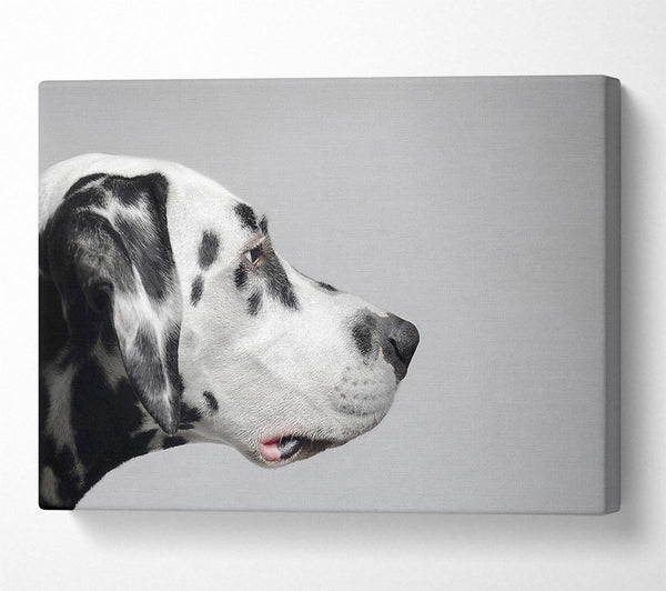  A Canvas Print of Dalmation Dog Face Canvas Print