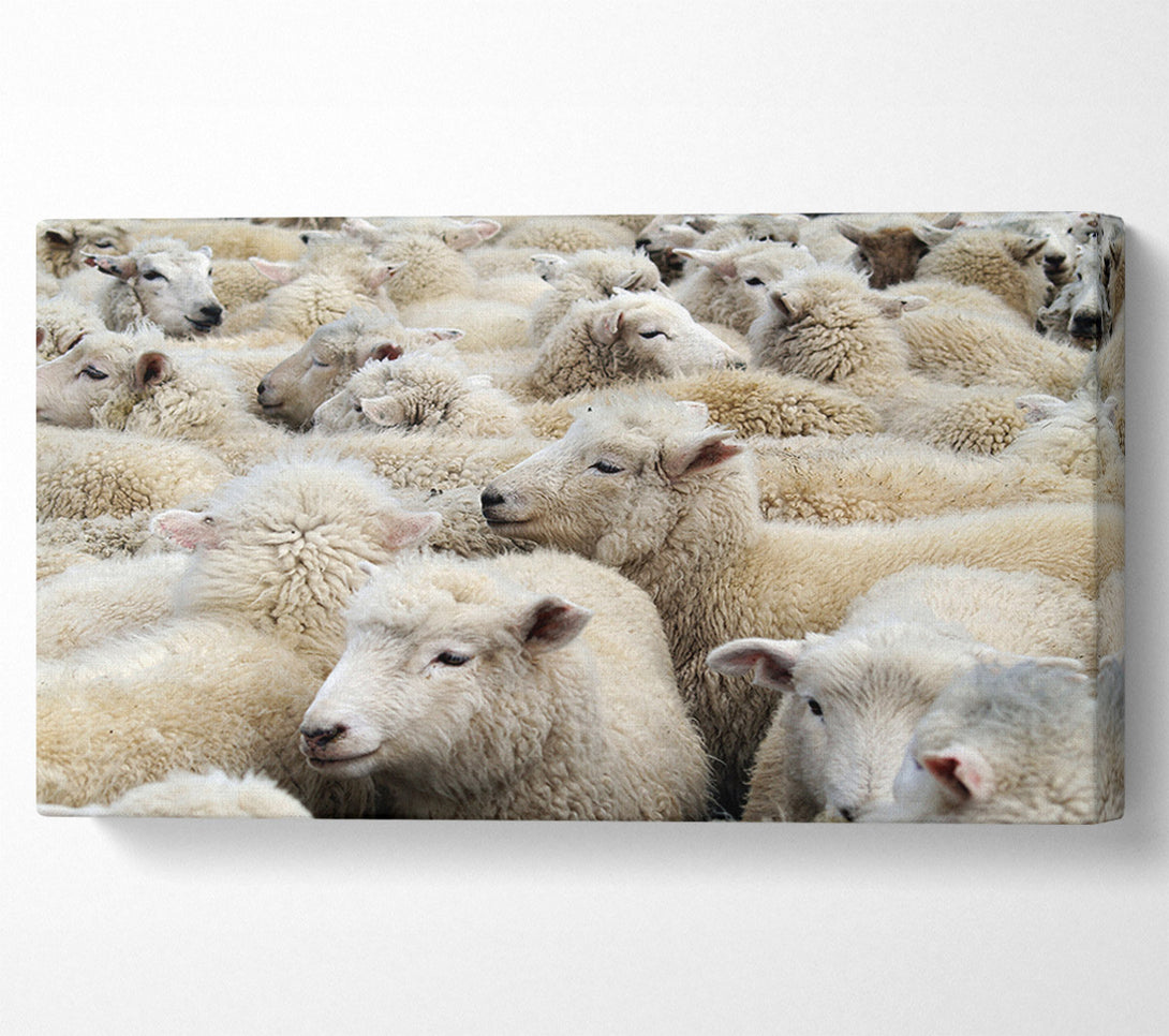  A Canvas Print of Sheep Heard Canvas Wall Art