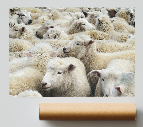 Sheep Heard Giclee Print