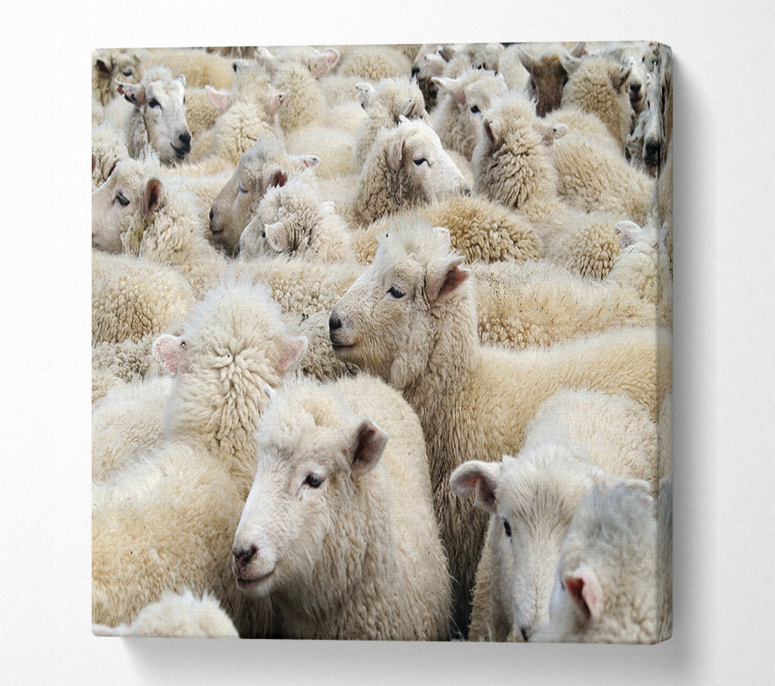  A Canvas Print of Sheep Heard Canvas Wall Art