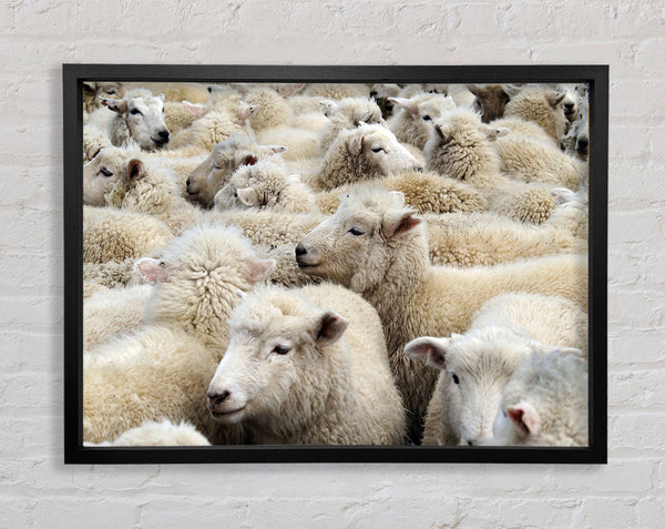 Sheep Heard Framed Print
