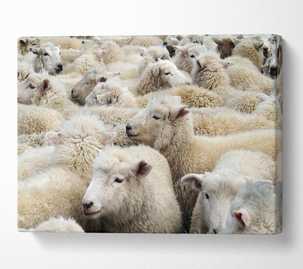  A Canvas Print of Sheep Heard Canvas Wall Art
