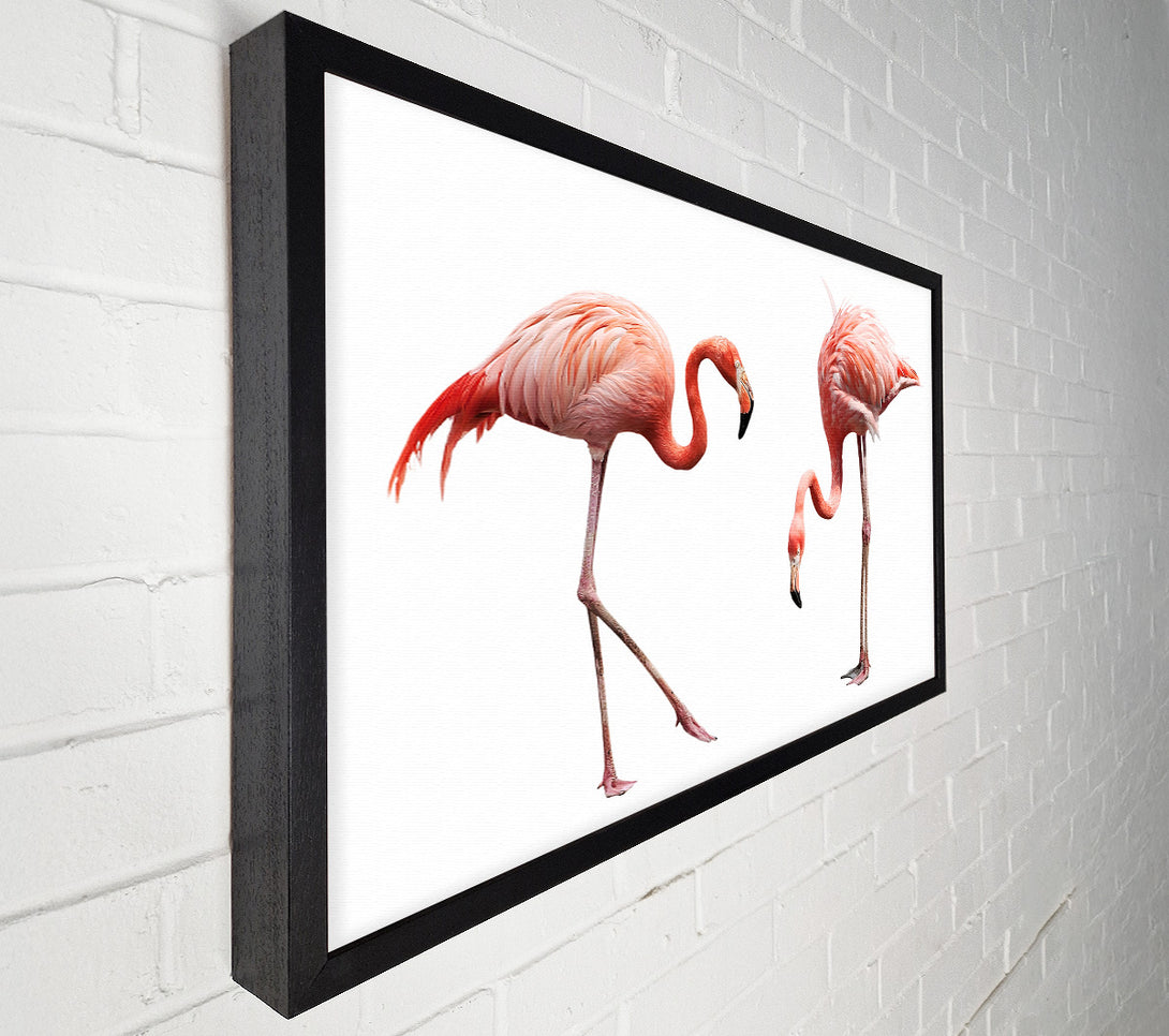  A Canvas Print of Pink Flamingo Duo Canvas Art