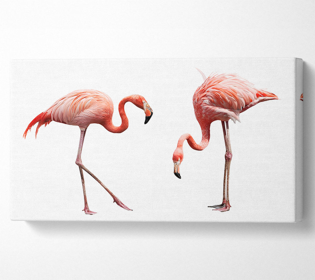  A Canvas Print of Pink Flamingo Duo Canvas Art