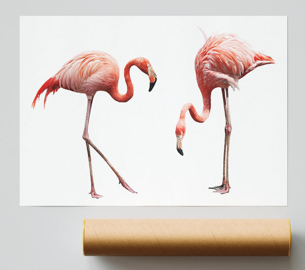 Pink Flamingo Duo Print