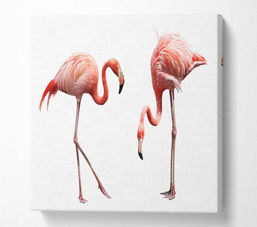  A Canvas Print of Pink Flamingo Duo Canvas Art