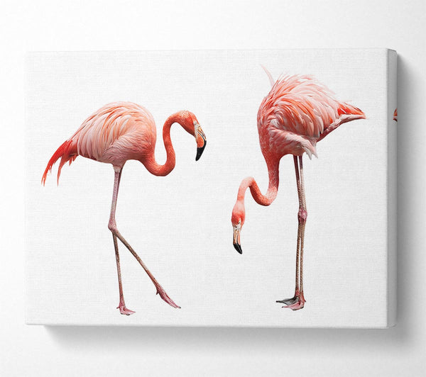  A Canvas Print of Pink Flamingo Duo Canvas Art