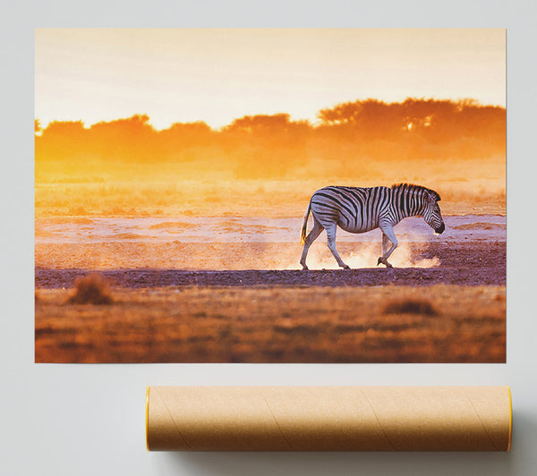 Zebra Roaming Poster