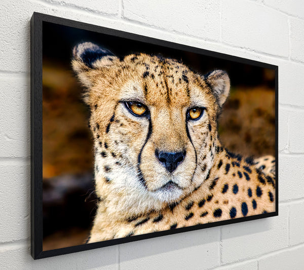 Beautiful Cheetah Face
