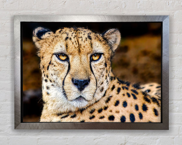 Beautiful Cheetah Face Framed Print
