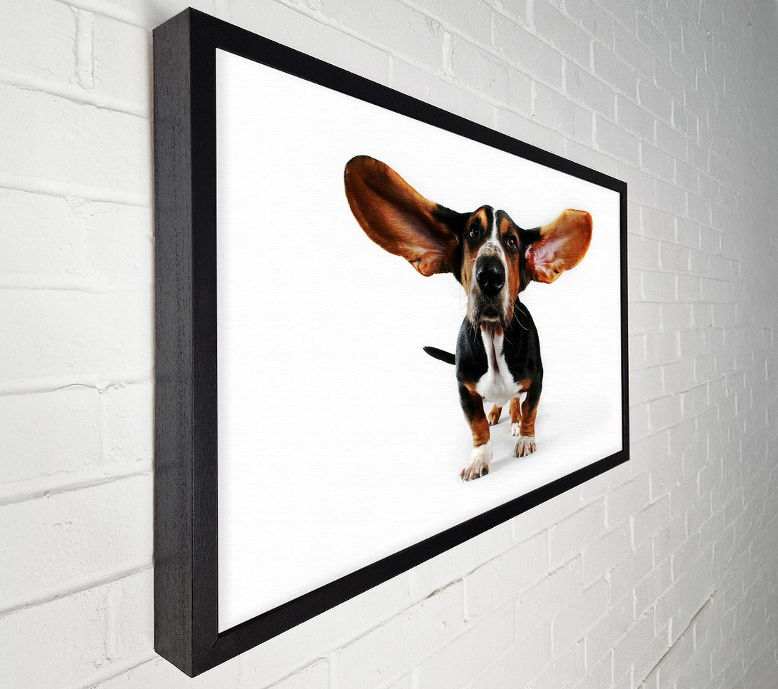  A Canvas Print of Basset Hound Ears Canvas Art