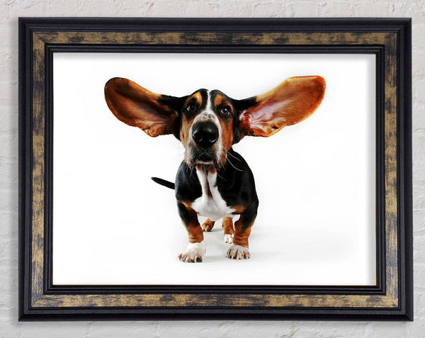 Basset Hound Ears Framed Print