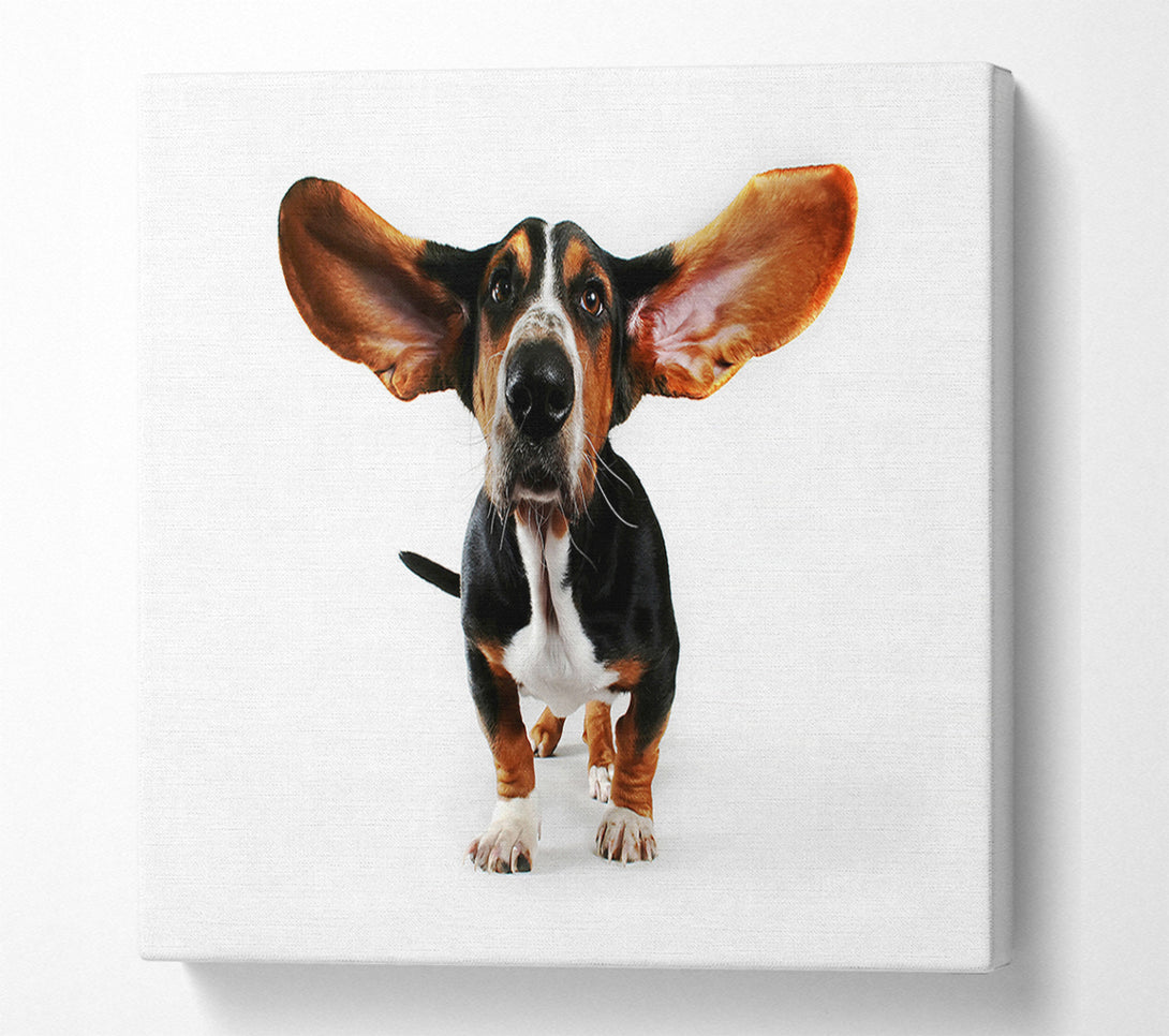  A Canvas Print of Basset Hound Ears Canvas Art