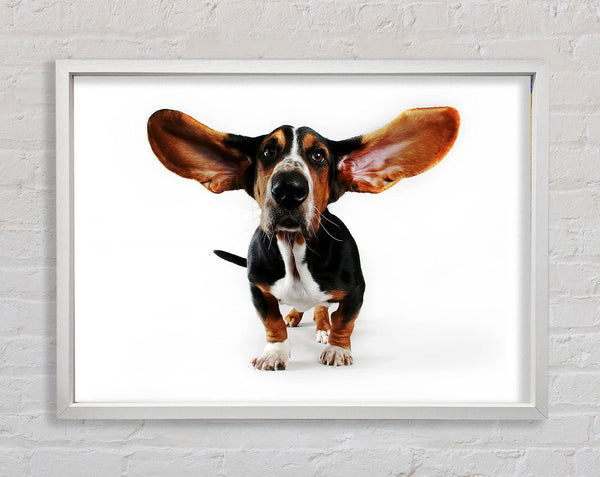 Basset Hound Ears Framed Print