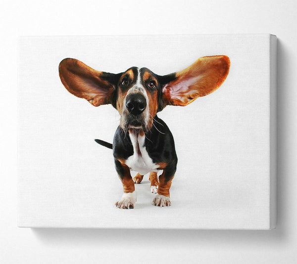  A Canvas Print of Basset Hound Ears Canvas Art