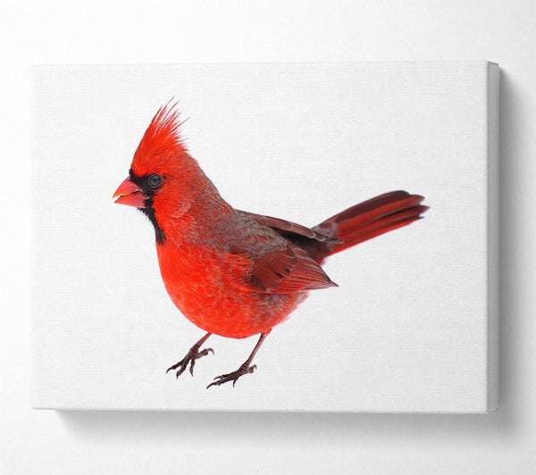  A Canvas Print of Scarlet Tanager Bird Canvas Wall Art